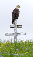 A20-Bald_Eagle_DH_7