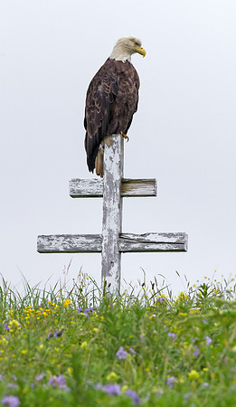 A20-Bald_Eagle_DH_7