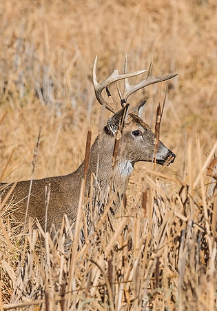 White-tailed_deer_47