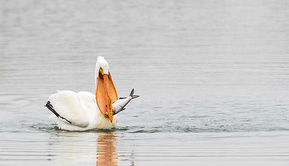 American_white_pelican_14
