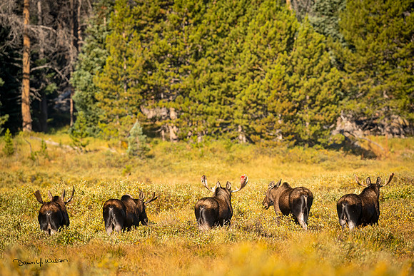 Moose_RNF_2021_2