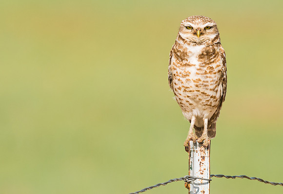 Burrowing_owl_32_hor