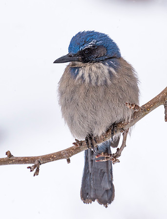 Scrub_jay_RRP_1