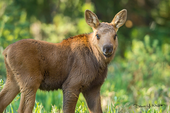 Moose_RMNP_2020_12