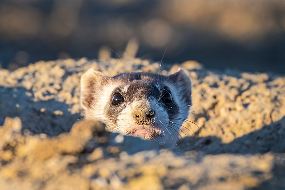 Black-footed_ferret_Lamar_2024_1