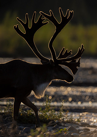 Caribou_Denali_2016-6