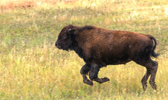 Bison_19