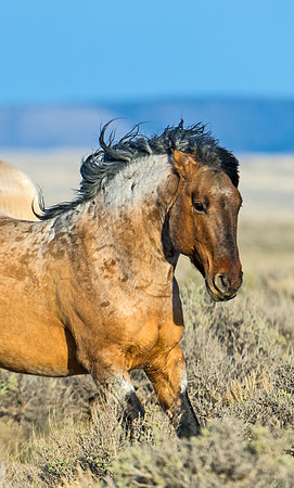 Wild_horse_20