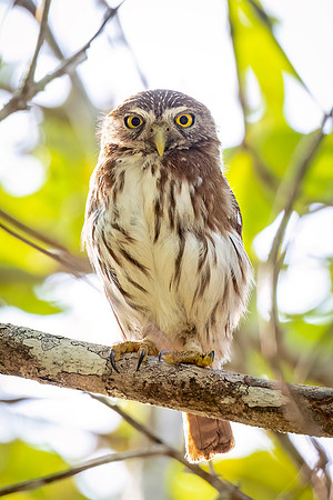 Ferruginous_pygmy_owl_Belize_2024_1