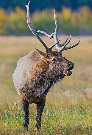 Elk_18