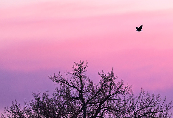 Bald_eagle_55