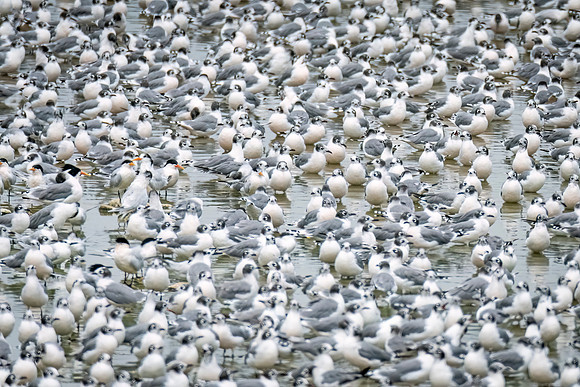 Franklins_gulls_Peru_2024_2