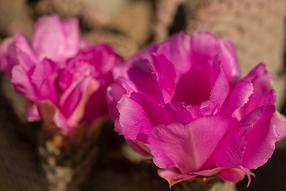 Cactus_Joshua_Tree_NP_3