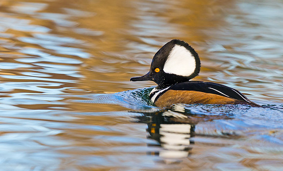 Hooded_merganser_2