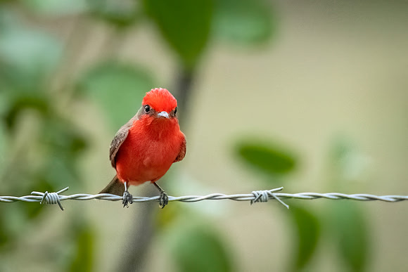 Vermillion_flycatcher_Belize_2024_1