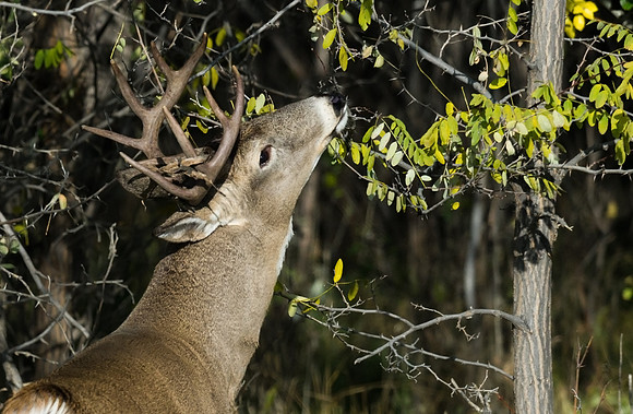 White-tailed_buck_6