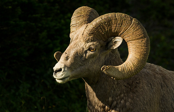 Bighorn_ram_Glacier_2016_1