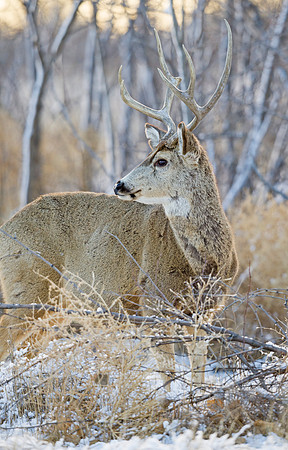 Mule_deer_86