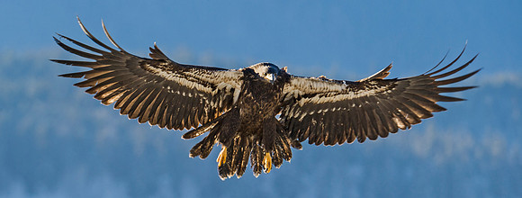 Eagle_Haines_15