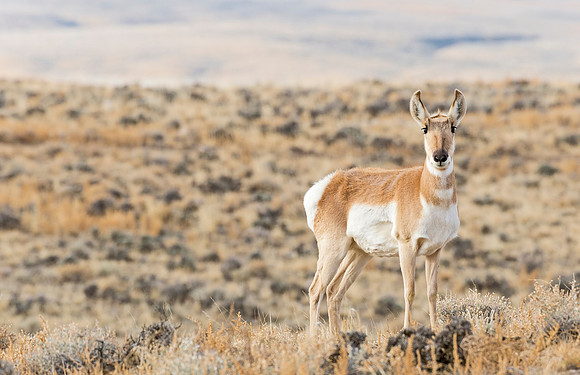 pronghorn_antelope_16