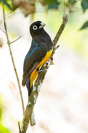 Black-headed_trogon_Belize_1