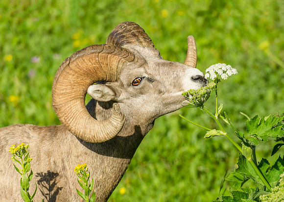 Bighorn_ram_Glacier_2016_2