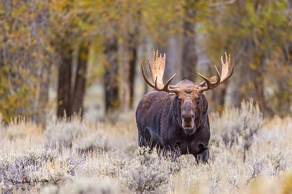 Moose_GTNP_2019_10
