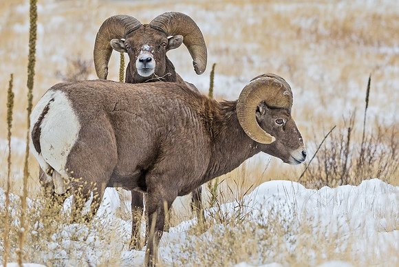 Bighorn_29