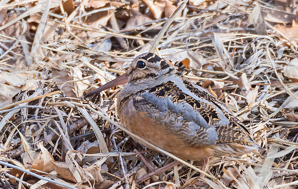 Woodcock_4