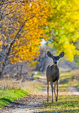 Mule_deer_37
