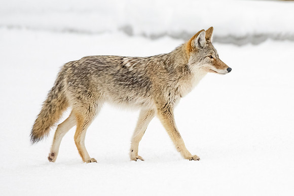 Coyote_YNP_2024_1