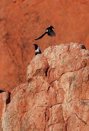 Red Rock Magpies