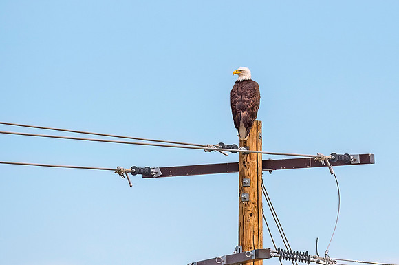 Bald_eagle_FC_2015_1