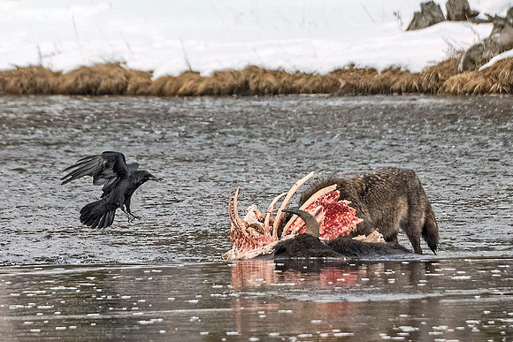Wolf_YNP_2024_5