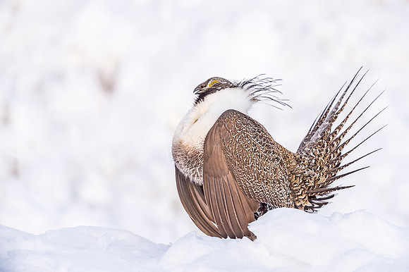 Z1-Greater_sage_grouse_2019_3