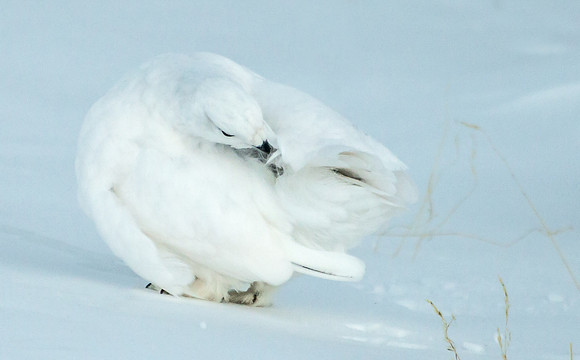 White-tailed_ptarmigan_36