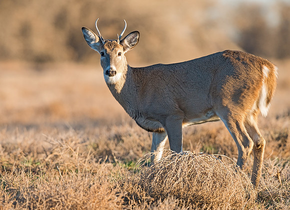 White-tailed_deer_53