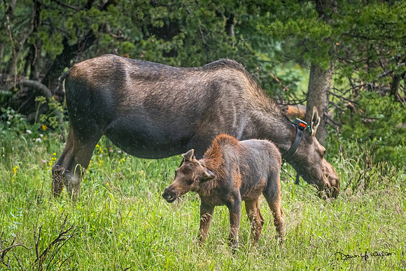 Moose_LDR_2022_7