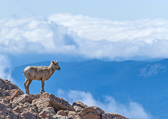 Bighorn_sheep_107