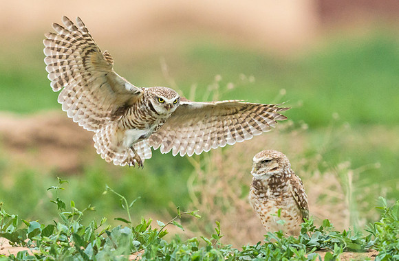Burrowing_owl_15