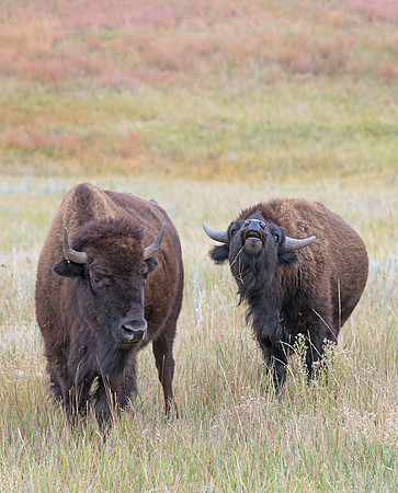 Bison_24