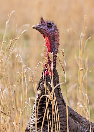 Turkey_WC_11