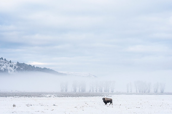 Bison_YNP_2024_2