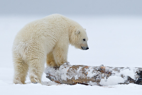Polar_bear_17