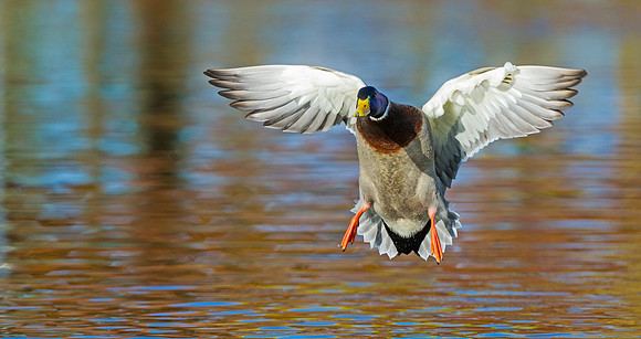 Mallard_drake_7