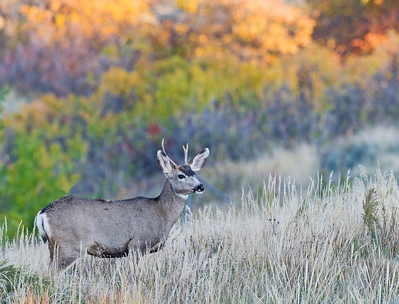 Mule_deer_buck_82