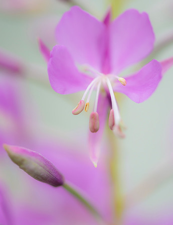 Fireweed_2