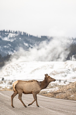 Elk_YNP_2024_1