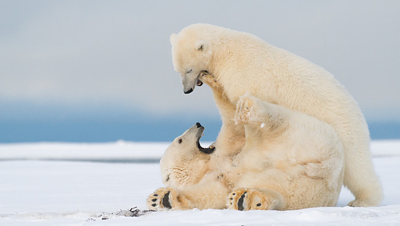 Polar_bear_3