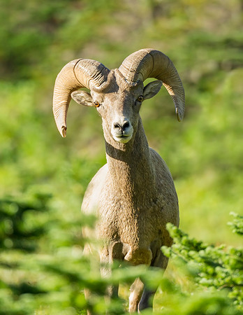 Bighorn_ram_Glacier_2016_3